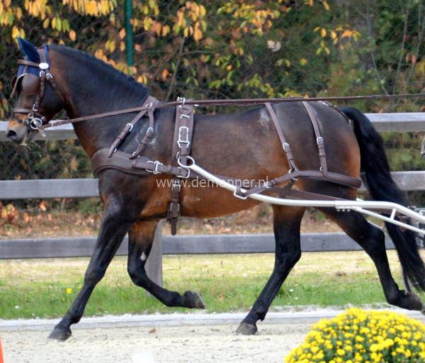 Single harness EUROTECH CLASSIC Ideal Equestrian
